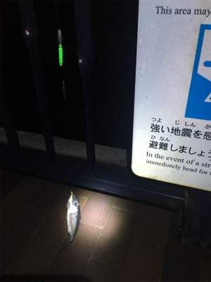 天保山 ウキ太刀魚のつもりが…