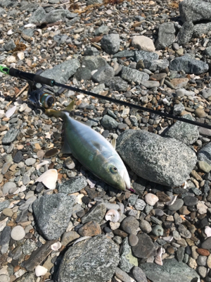 まだまだツバス