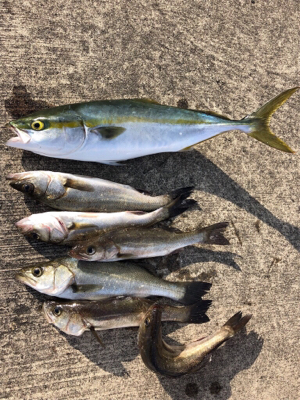 初の青物ゲット