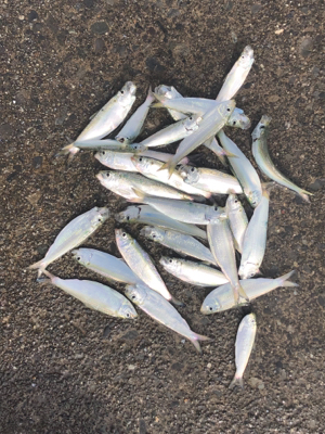 サッパとジンダ