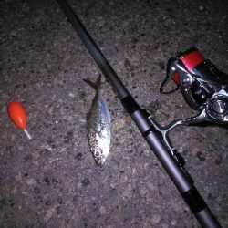 漸くマトモなのが居た