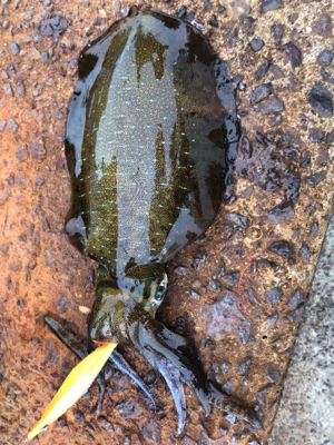 パイセン絶好釣‼࿠…