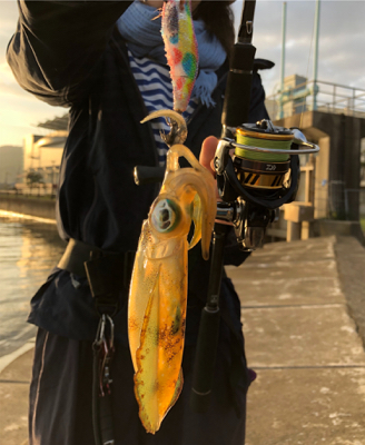 ミップルでアオリイカ