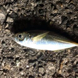 アジに癒されました。