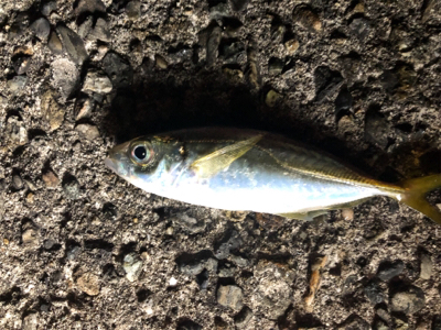 アジに癒されました。