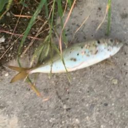 朝まずめ 鯵さん釣行。