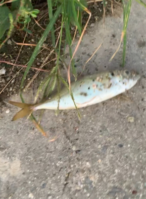 朝まずめ 鯵さん釣行。