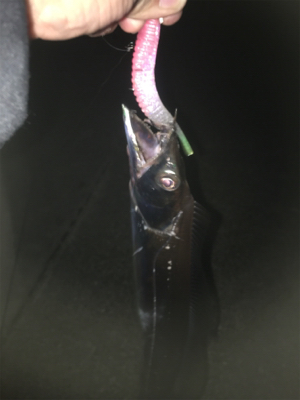 転勤後初釣行にて