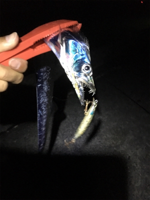 焼津でルアーで太刀魚