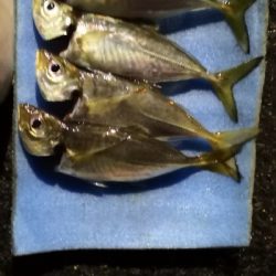 アジング練習32