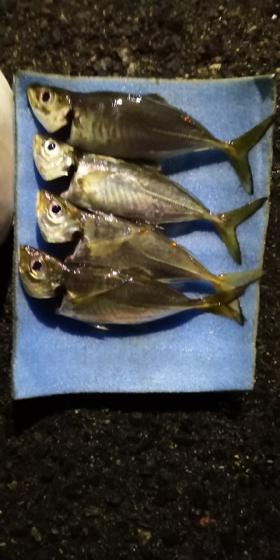 アジング練習32