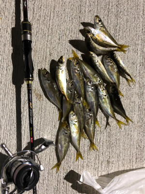 アジング   スラッグに高反応