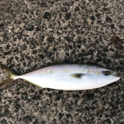 昨日も今日も激渋