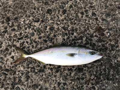 昨日も今日も激渋