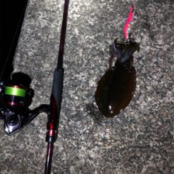 人多い、イカ少ない