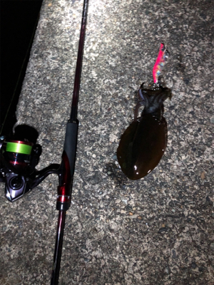 人多い、イカ少ない