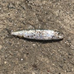 釣れる迄帰れません!