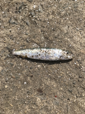 釣れる迄帰れません!