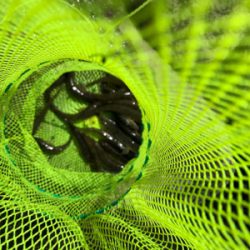 今シーズン初ハゼ