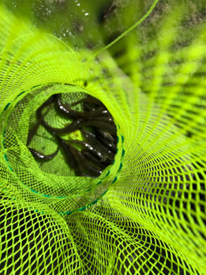 今シーズン初ハゼ