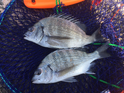 宮崎港でチヌ釣り