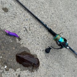 久々のエギング