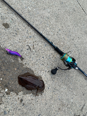 久々のエギング