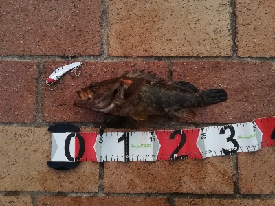 鉄板でタケノコ