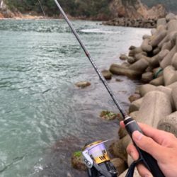 アジングのはずが、、、