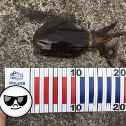 アオリイカを求めて⑧