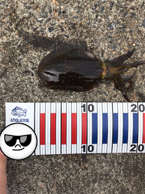 アオリイカを求めて⑧