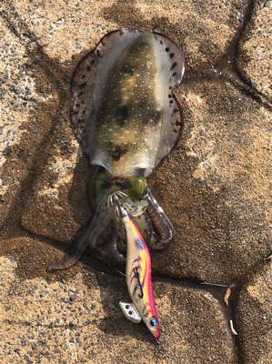 寒いのち暑い。