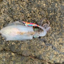 久しぶりの東方面エギング