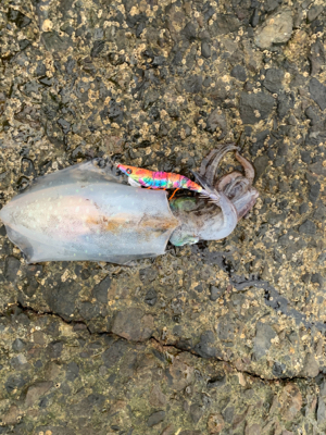 久しぶりの東方面エギング