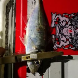 アジング練習 33