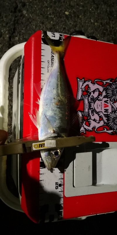 アジング練習 33