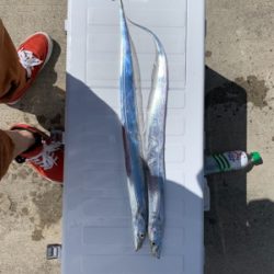 朝マズメ通過のお昼に太刀魚！