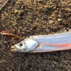 明るくなってからのタッチー^_^