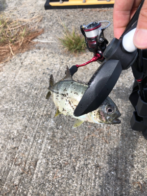 アジング初の遠征 2