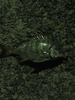 ビックリしたー！