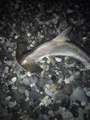 三保サーフジギング