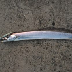 タチウオアンドハマチ