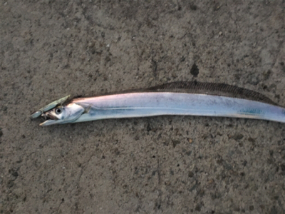 タチウオアンドハマチ