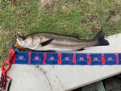 東郷池シーバス