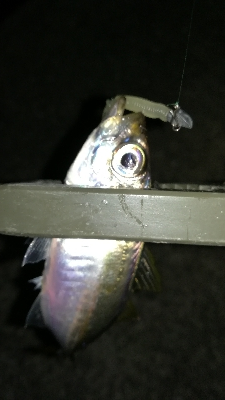 ナイトアジング