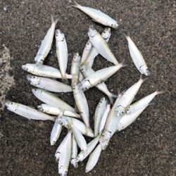 吉田港はサッパとジンダとダツしかいない⁈