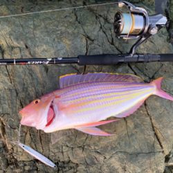 オオモンハタ狙いで