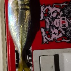 アジング練習 34