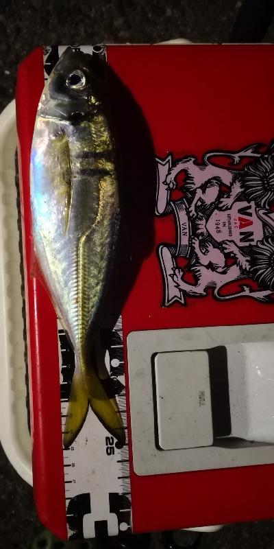 アジング練習 34