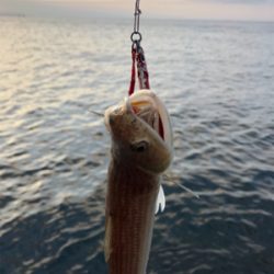 フォール中にドスン………